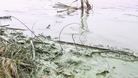 Green algae on the banks river Stock Footage 146679550
