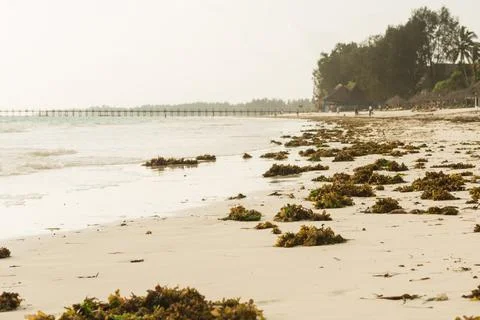 Green algae on the beach and the sea at low tide Stock Photos