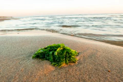 Green algae on the beach with Atlantic Stock Photos