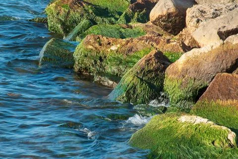 Green Algae on Beach Rocks Stock Photos