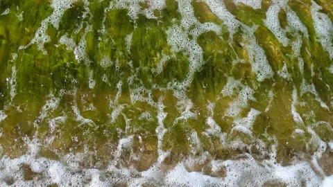 Green algae being washed by the sea on the beach Stock Footage 306242139