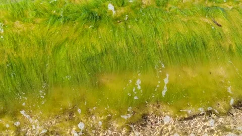 Green algae being washed by the sea Stock Footage 306242175