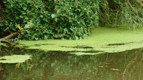 Green algae bloom across stagnant pond water beside dense riverside vegetation Stock Footage 344538059