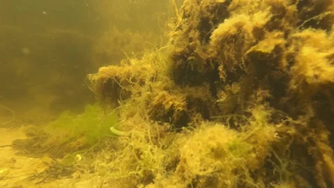 Green algae bloom and ocean acidification, Underwater, Close Up Vídeos de archivo 276485591