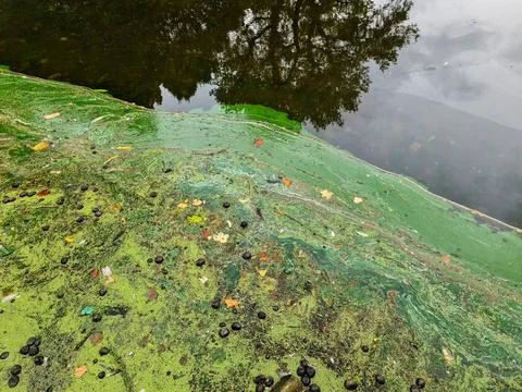 Green algae bloom covering polluted stagnant water surface Stock Photos