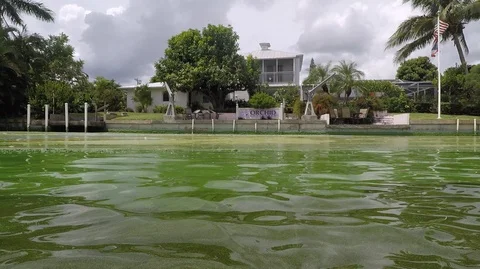 Green Algae Bloom Stock Footage 111271358
