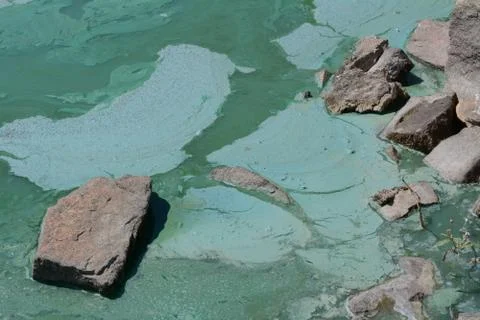 Green algae bloom Stock Photos