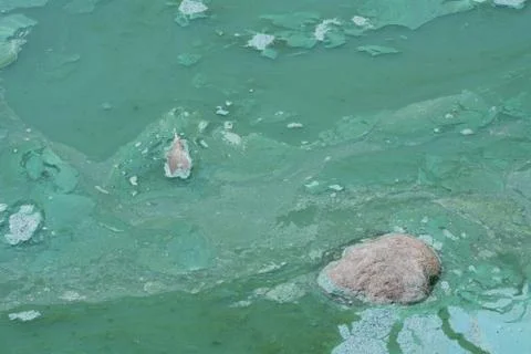 Green algae bloom pollution in lake Foto stock