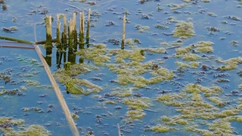 Green Algae Bloom on the Ros River, Ukraine Environmental Pollution and Eutrophi Stock Footage 326386822