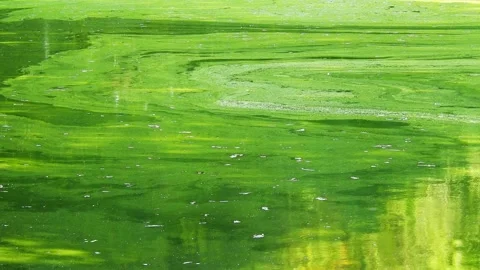 Green algae bloom on water surface in lake Stock Footage 345287683