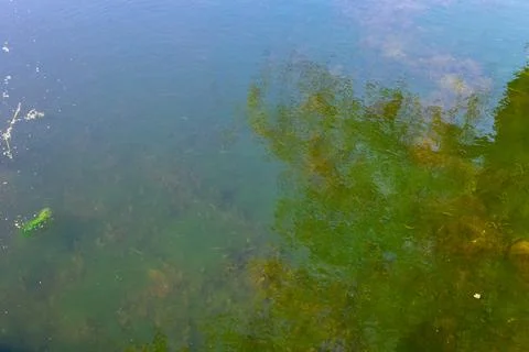 Green algae blooming in polluted river water with tree reflection Foto stock