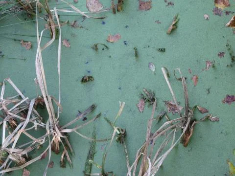 Green algae is blooming in a pond Stock Photos