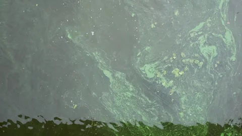 Green algae blooming on river water surface top view Stock Footage 343679794