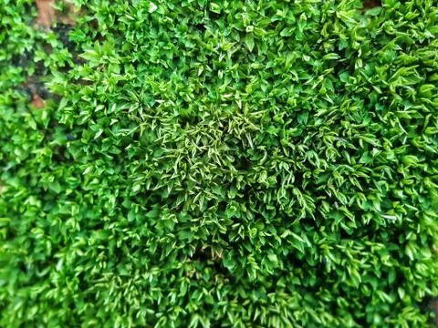 Green algae is born due to rain water coating. This is a picture of a park. Stock Photos