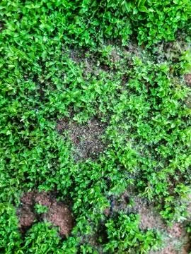 Green algae is born due to rain water coating. This is a picture of a park. Stock Photos