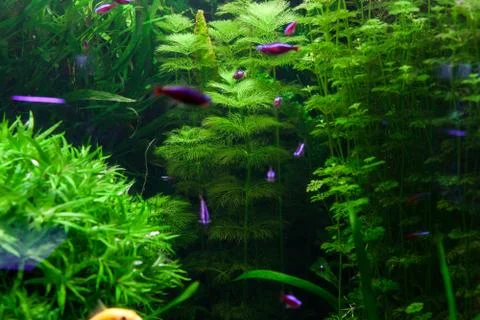 Green algae on the bottom. Stock Photos