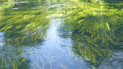 Green algae at the bottom of the river. peace. glare on the water Stock Footage 172258214