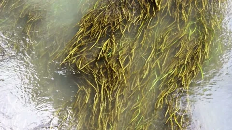 Green algae with canal currents Video stock 227090222
