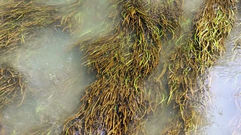 Green algae with canal currents Stock Footage 227090258
