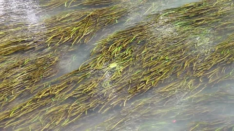 Green algae with canal currents Stock Footage 227090259
