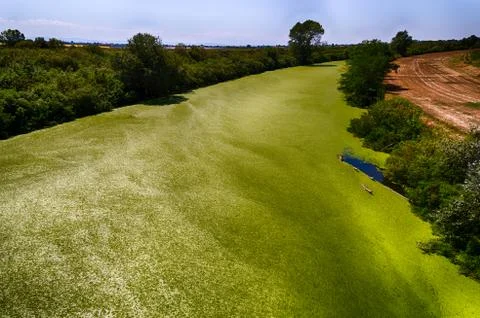 Green algae carpet on river surface Foto stock