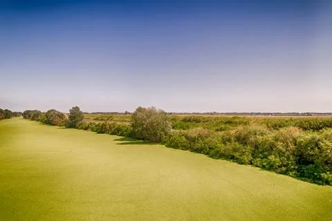 Green algae carpet on river surface 스톡 사진