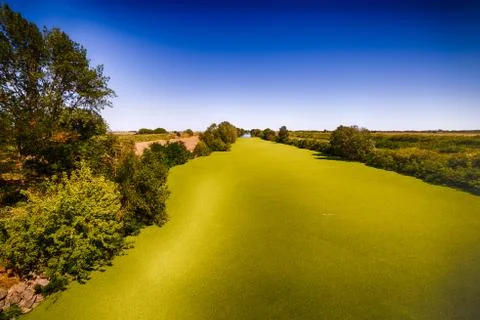 Green algae carpet on river surface Stock Photos