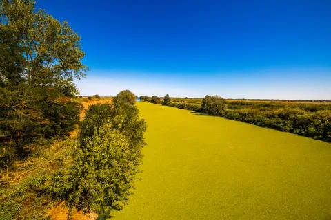 Green algae carpet on river surface Stock Photos