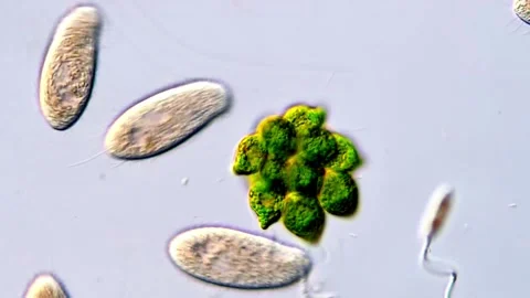 Green algae cells and protozoa under DIC microscope Vidéo 317789529