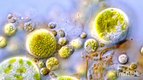 Green algae cells, microscope view 1000x Video stock 317885709