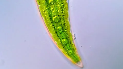 Green algae cells under DIC microscope, Closterium algae 스톡 동영상 317789671