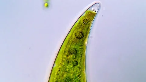 Green algae cells under microscope, Closterium algae 動画素材 317789657