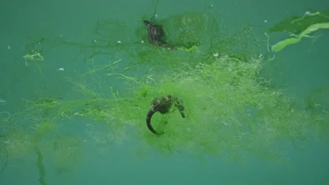 Green algae Cladophora, torn off by storms drifting along the surface of water Stock Footage 301765910