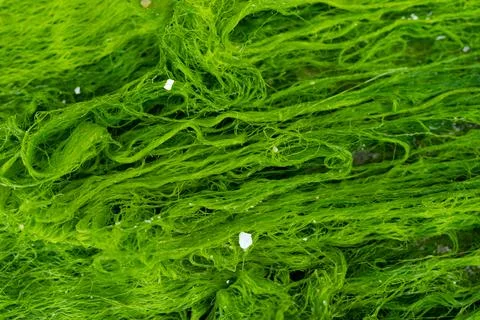 Green algae close-up background Stock Photos