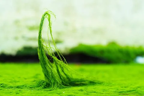 Green algae close-up background Stock Photos