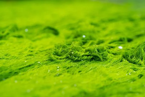 Green algae close-up background Stock Photos