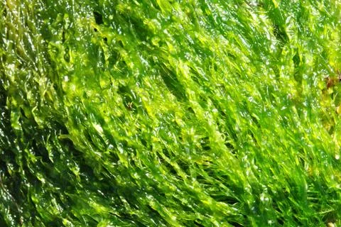 Green Algae close up Stock Photos