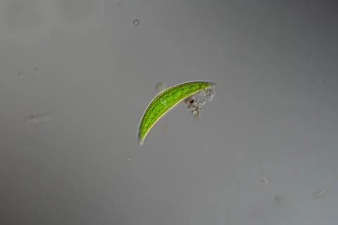 Green algae in close up 库存照片