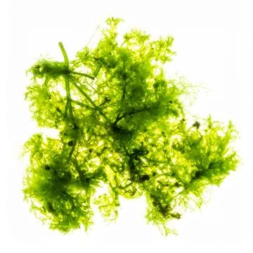 Green Algae Cluster Isolated on White Background, Aquatic Plant Organism Re.. Stock Photos