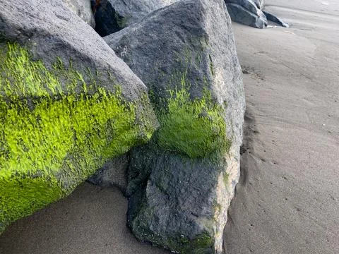 Green Algae on Coastal Rocks Exposed to Sea Waves Stock Photos