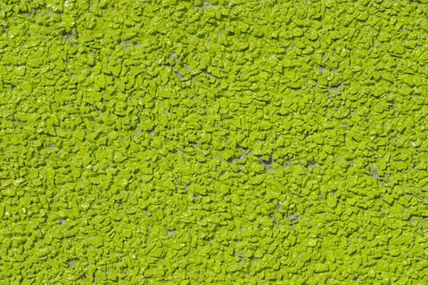 Green algae on a concrete surface. Abstract background and texture for design 스톡 사진