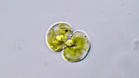 Green algae, Cosmarium 스톡 동영상 311037534