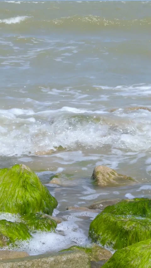 Green algae cover coastal rocks as gentle waves reach the shore. Natural marine Stock Footage 343562454