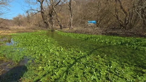 Green algae cover a quiet stream. Mount Rtanj Area, Serbia Vidéo 331279529