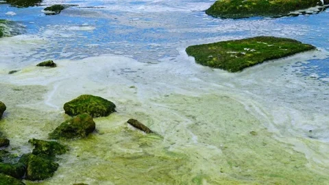 Green Algae Covered Coastal Boulders with Sea Foam During Summer Algal Bloom. Stock Footage 340130754