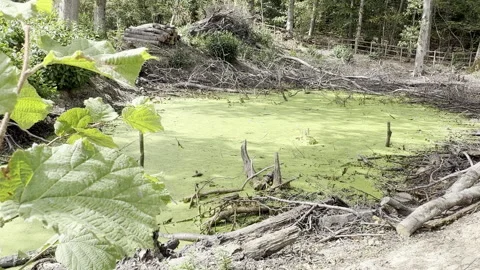 Green algae covered forest pond panning Stock Footage 341834058