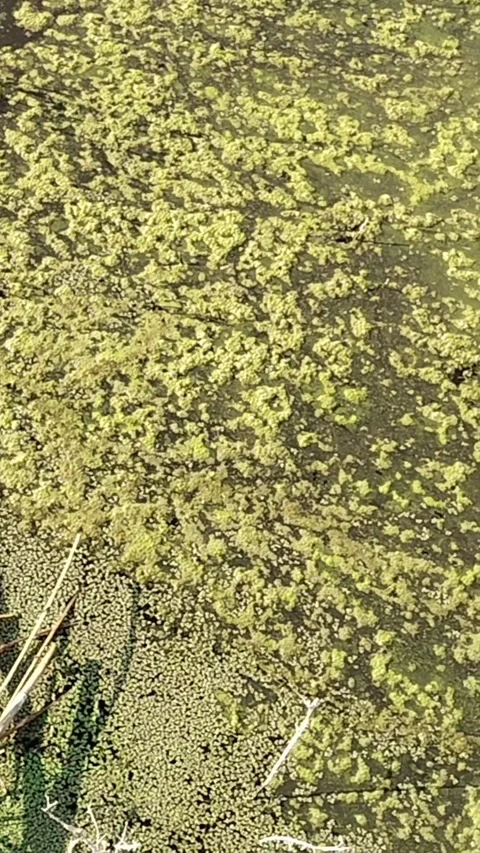 Green Algae-Covered Pond with Dry Bushes in a Natural Wetland – Realistic Nature Stock Footage 322724629
