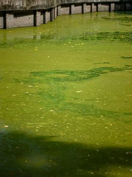 Green Algae Covered Pond Water Surface with Floating Leaves Texture Stock Photos