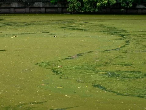 Green Algae Covered Pond Water Surface with Floating Leaves Texture Stock Photos