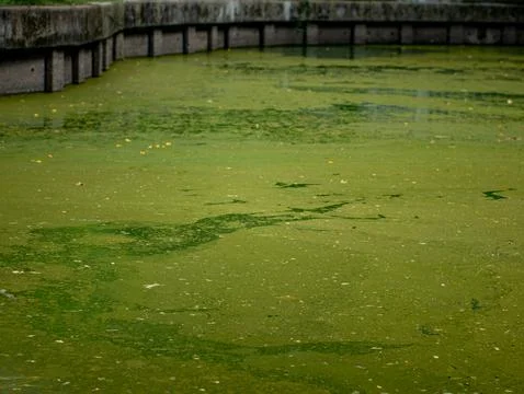 Green Algae Covered Pond Water Surface with Floating Leaves Texture Stock Photos